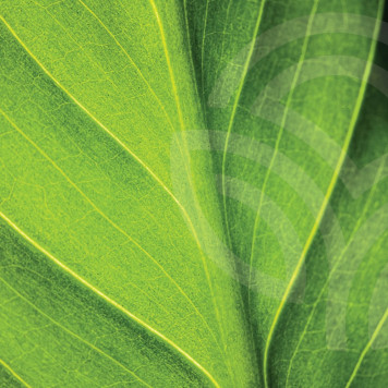 Liquid Chlorophyll NSP NSP-model 1580 | Afbeelding nr. 1