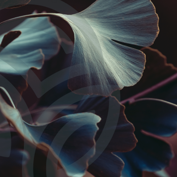 Ginkgo & Hawthorn NSP Ginkgo & Hawthorn NSP NSP-model 909 | Afbeelding nr. 1