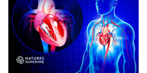 Het hart is beschermd: hoe risico's verminderen en bloedvaten versterken Het hart is beschermd: hoe risico's verminderen en bloedvaten versterken